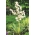 Юка Златен меч - 1 бр. Адамска игла, обикновена юка, испански байонет, мечка-трева, игла-палма, копринена трева, лъжица-листа юка - Yucca Filamentosa