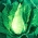 رأس الملفوف الأبيض "Filderkraut" - مخروطي - Brassica oleracea var. Capitata - ابذرة