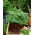 สวนขนาดเล็ก - ผักชี - สำหรับระเบียงและวัฒนธรรมระเบียง - Coriandrum sativum - เมล็ด