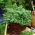 باغ کوچک - گشنیز - برای بالکن و تراس فرهنگ - Coriandrum sativum - دانه