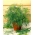 迷你花园 - 花园莳萝 - 阳台和露台文化 - Anethum graveolens L. - 種子