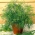מיני גינה - שמיר גן - למרפסת מרפסת תרבויות - Anethum graveolens L. - זרעים