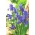 Iris germanica Modrá - cibuľa / hľuza / koreň