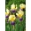 Iris germanica Ungu dan Kuning - bebawang / umbi / akar