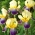 Blauwe lis - Purple and Yellow - Iris germanica