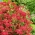 Șorț comun - Paprika - roșu - Achillea millefolium