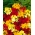 Wallflower - odrůdová směs - Cheiranthus cheiri - semena