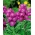 Hoary stock "Varsovia Kama" - karmínovo-ružová; gilly kvet - Matthiola incana annua - semená