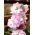 Hoary stock "Varsovia Mela" - white-pink; gilly flower