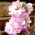 Stok serigala "Varsovia Mela" - putih-merah muda; bunga gilly - Matthiola incana annua - biji