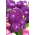 Hoary hisse senedi "Varsovia Rena" - mor-mor; solungaç çiçeği - Matthiola incana annua - tohumlar