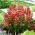 Низькозростаючий snapdragon "Араміс" - червоний - Antirrhinum majus - насіння