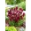Snapdragon "Jan" - visoka, karminsko rdeča sorta - Antirrhinum majus maximum - semena