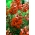 Snapdragon "Sultan" - tinggi, cinnabar-merah pelbagai - Antirrhinum majus maximum - benih