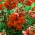 Snapdragon "Sultan" - tinggi, varietas cinnabar-merah - Antirrhinum majus maximum - biji