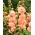 Hollyhock Chater's Double Salmon seeds - Althea rosea fl. pl. - 50 seeds
