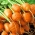 Zanahoria - Mercado De Paris 3 - Daucus carota - semillas