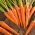 Carrot "Valor F1" - early variety - 1275 seeds