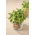 Microgreens - Borage - молоді, смачні листя; starflower -  Borago officinalis - насіння