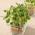Microgreeni - Borage - mladi, ukusni listovi; starflower -  Borago officinalis - sjemenke