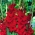 Gladiolus rood - XXL - pakket van 5 stuks