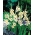 Gladiolus Halley - 5 květinové cibule