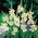 Gladiolus Halley - 5 lukovica