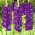 Gladiolsläktet Purple Flora - paket med 5 stycken - Gladiolus