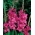 Gladiool roosa - XXL - pakend 5 tk - Gladiolus