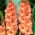 Gladiolus Spic a Span - 5 kvetinové cibule - Gladiolus Spic and Span