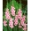 Miekkaliljat Wine & Roses - paketti 5 kpl - Gladiolus