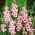 Kardvirág Wine & Roses - csomag 5 darab - Gladiolus