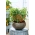 Міні-сад - гострий перець - для балконних і терасових культур - 