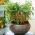 Mini garden - Hot pepper - for balcony and terrace cultures