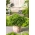 미니 정원 - frizzled 잎이있는 잎 파슬리 - 발코니 및 테라스 문화 용 - Petroselinum crispum  - 씨앗