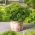 Mini vrt - peršin od lišća s naboranim lišćem - za kulture balkona i terasa - Petroselinum crispum  - sjemenke