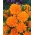 Pot marigold "Orange Orange" - oren; ruddles, marigold biasa, Scotch marigold - Calendula officinalis - benih