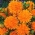 Pot marigold "Sinar Oranye" - oranye; berkerumun, marigold umum, marigold Scotch - Calendula officinalis - biji