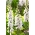 キツネノテブクロ - 白花;一般的なジギタリス、紫色のジギタリス、女性の手袋 -  1800種 - Digitalis purpurea - シーズ