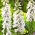Foxglove - ดอกสีขาว; สุนัขจิ้งจอกสีขาวที่พบบ่อย, สุนัขจิ้งจอกสีม่วง, ถุงมือของผู้หญิง - 1800 เมล็ด - Digitalis purpurea