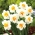 Narcissläktet - Flower Drift - paket med 5 stycken - Narcissus