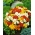 Nemesia "Sundrop" - campuran varietas; kantong nemesia, capejewels - Nemesia strumosa - biji