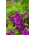Záhradný balzam "Sandra"; záhradné drahokamy, ružový balzam, strakaté lupienky, mačiatka - Impatiens balsamina - semená