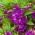 花园香脂“桑德拉”;花园珠宝，玫瑰香脂，斑点snapweed，touch-me-not - Impatiens balsamina - 種子