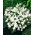Nierembergia hippomanica - balts - sēklas