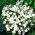 白色的向日葵;赛亚麻 - Nierembergia hippomanica - 種子