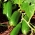 Огірок "Ізьнік F1" - салатний сорт для вирощування в горщиках - 7 насінин - Cucumis sativus - насіння