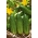 Kumara "Edmar F1" - dekapiranje, sorta, ki ne vsebuje grenkobe, za gojenje v naravi in v rastlinjakih - 105 semen - Cucumis sativus - semena