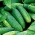 Cucumber 'Hugon' - early, extremely productive variety for preserves