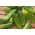 Paprastasis agurkas - Kronos Skierniewicki F1 - 175 sėklos - Cucumis sativus